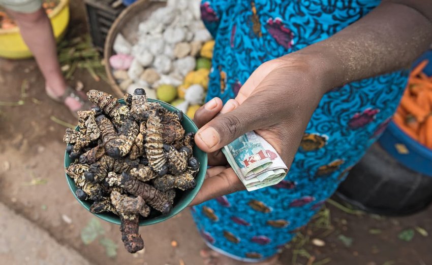 Southern Africa – Mopane Worms