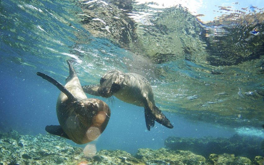 Galápagos Islands, Ecuador