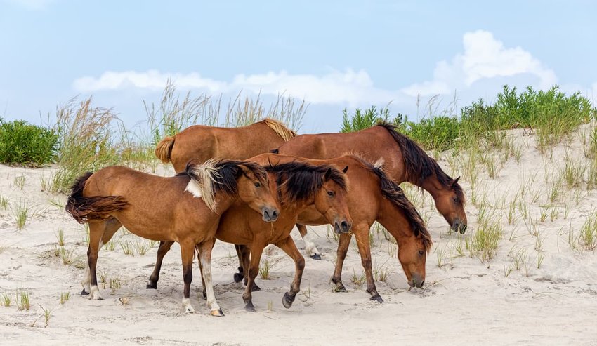 Assateague Island, Maryland