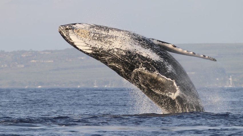 Humpback Whales in Maui, Hawaii