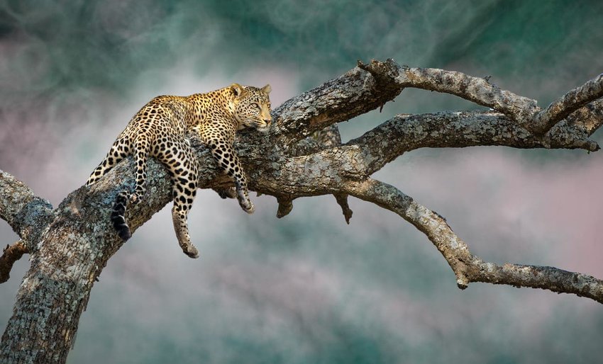 The Big Five in the Serengeti, Tanzania