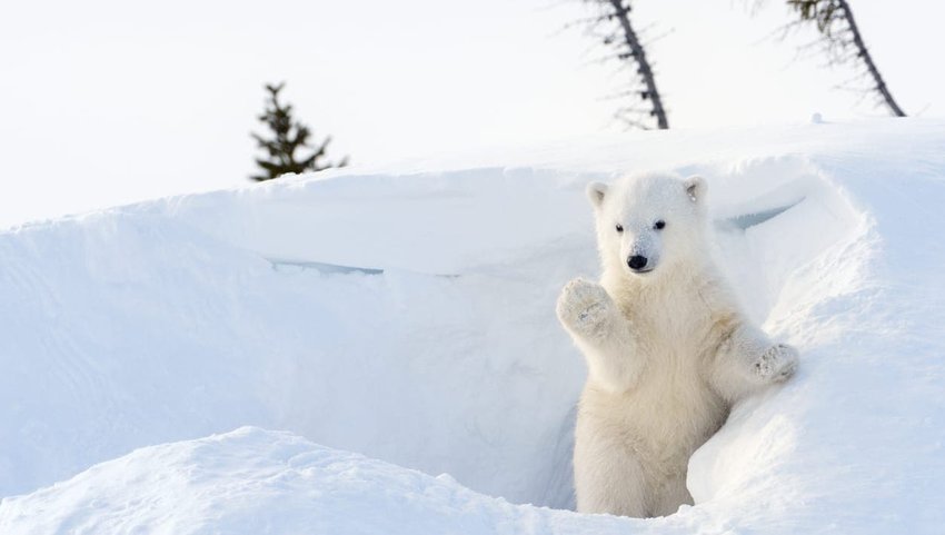 Polar Bears in Manitoba, Canada