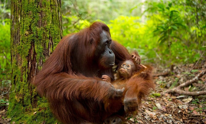 Graceful Orangutans in Borneo