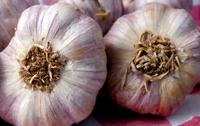 Garlic: Gilroy, CA