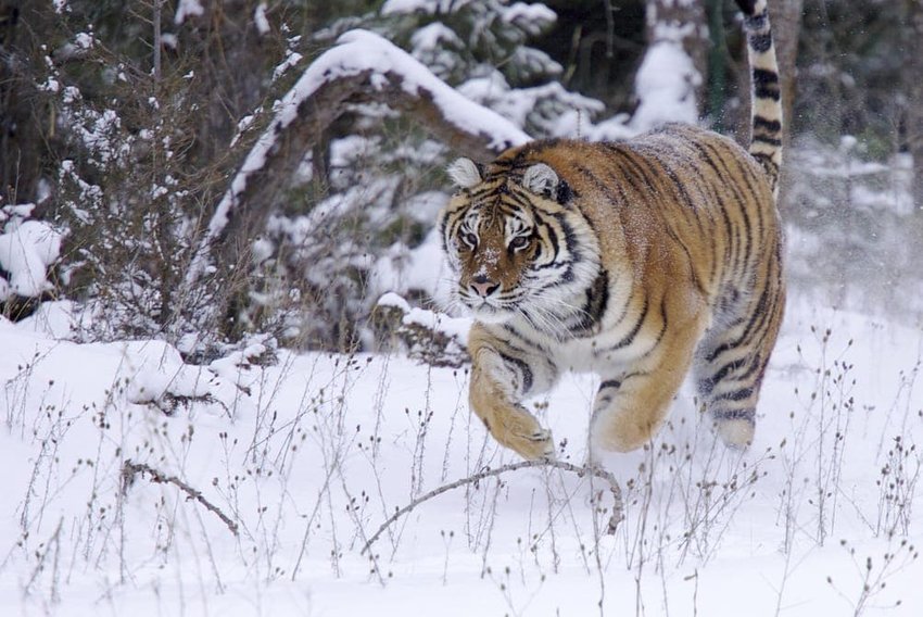 Siberian Tigers in Russia