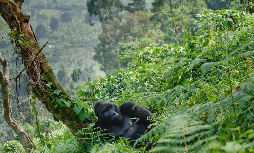 Majestic Mountain Gorillas in Uganda