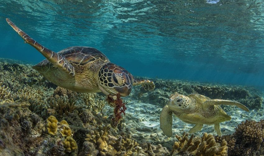 Great Barrier Reef, Australia