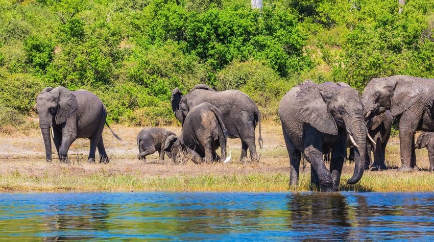 Elephants in the Okavango Delta, Botswana