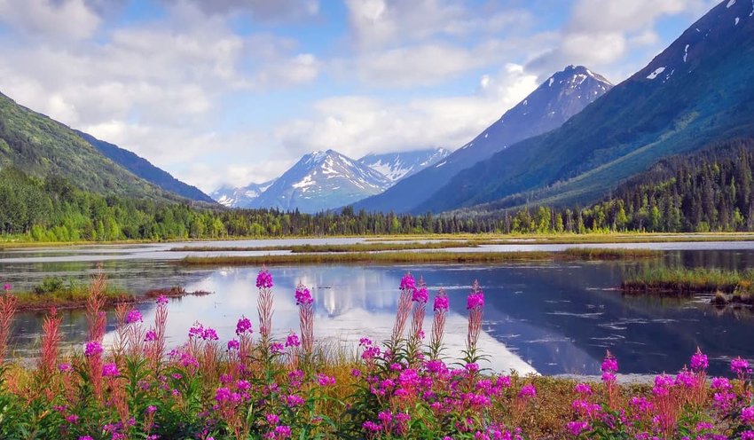 alaska-horizon-fireweed