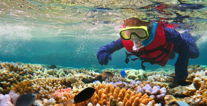 Snorkeling the Great Barrier Reef