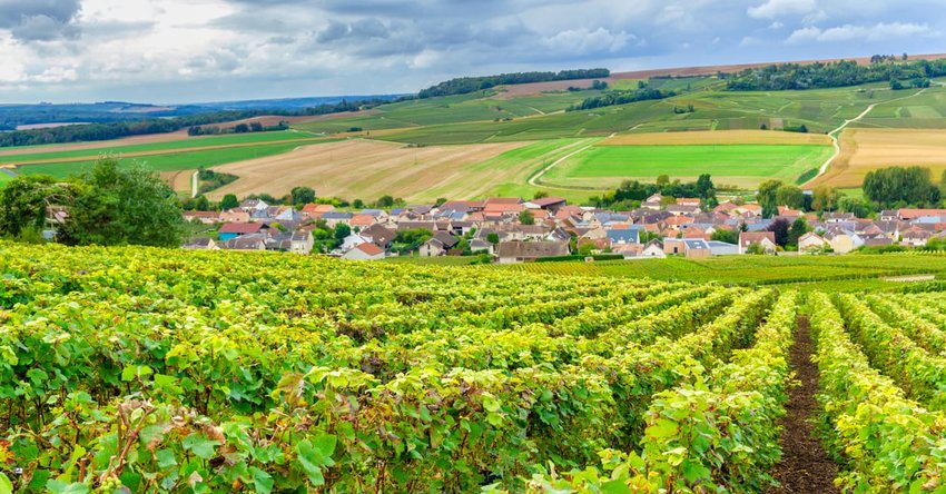 Champagne Vineyards, Montagne de Reims, France