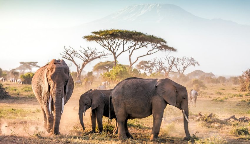 African Safari