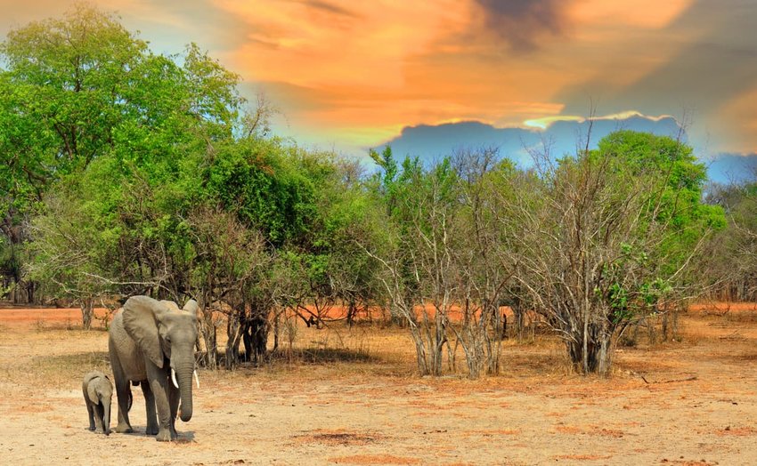 South Luangwa National Park, Zambia