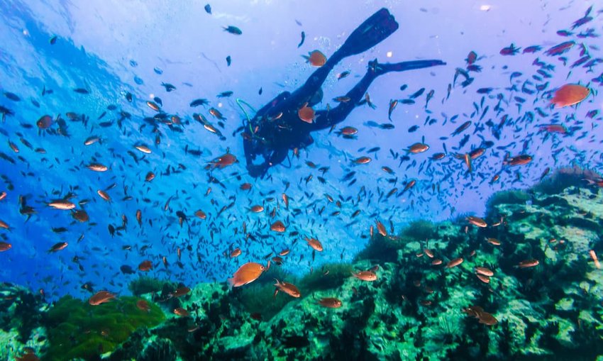 Diving in Koh Tao