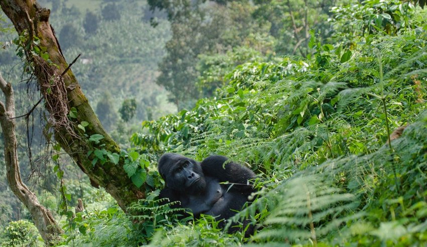 Bwindi Impenetrable National Park – Uganda