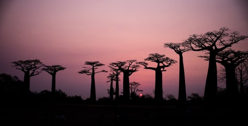 baobab-tree-madagascar