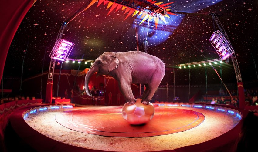 circus elephant