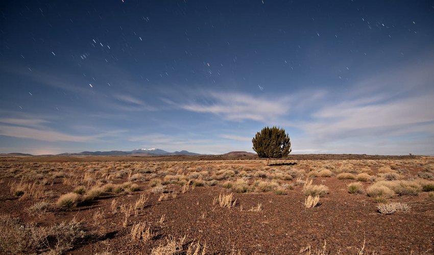 Lone Tree Flagstaff, Arizona