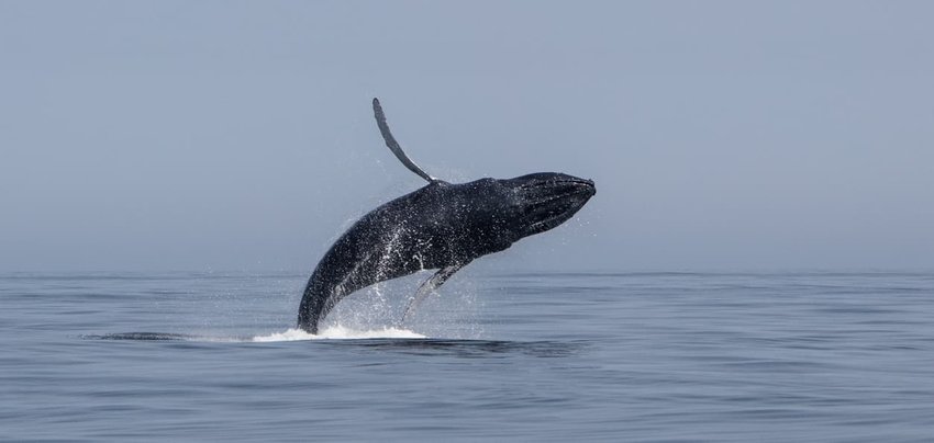 Breaching Humpback Whale Off Cape Cod