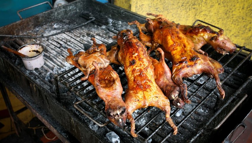 Fried Guinea Pigs