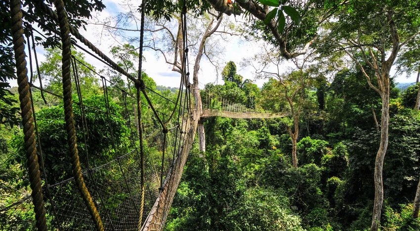 Canopy Walkway of Kakum National Park 