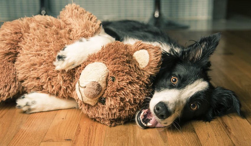 border collie hugging toy