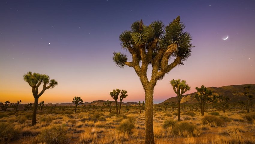 Valley of Joshua Trees, California