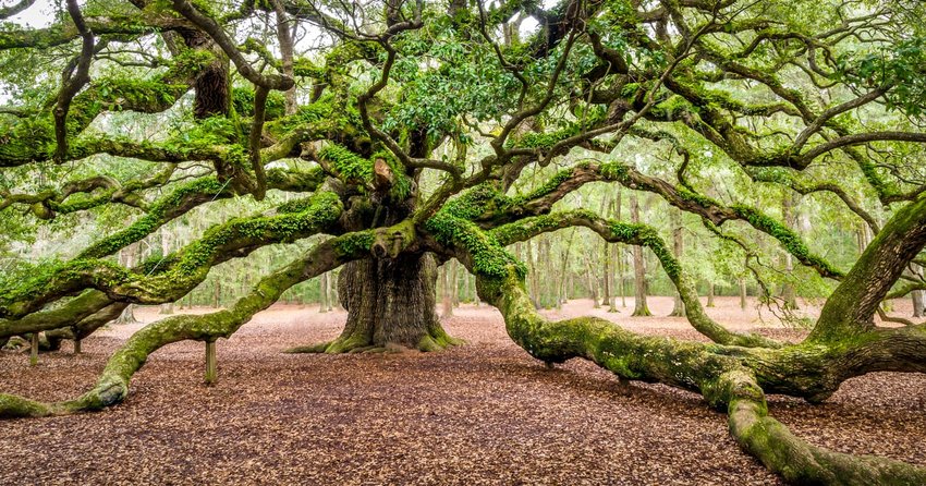 Angel Oak, South Carolina