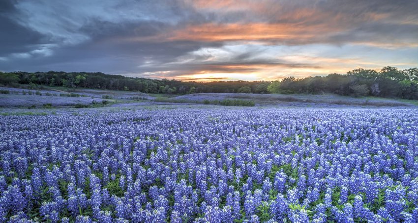 Bluebonnets, Texas