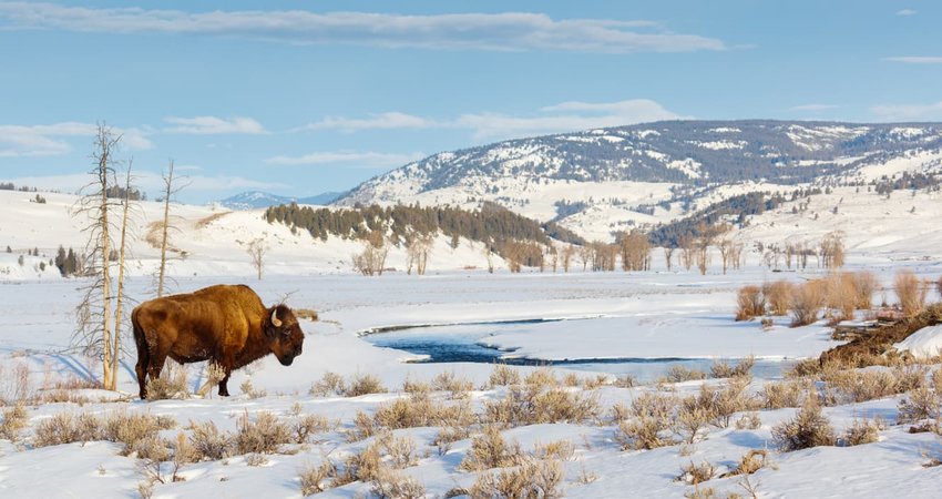 Bison in Winter