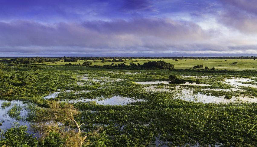 Wetlands in Pantanal, Brazil