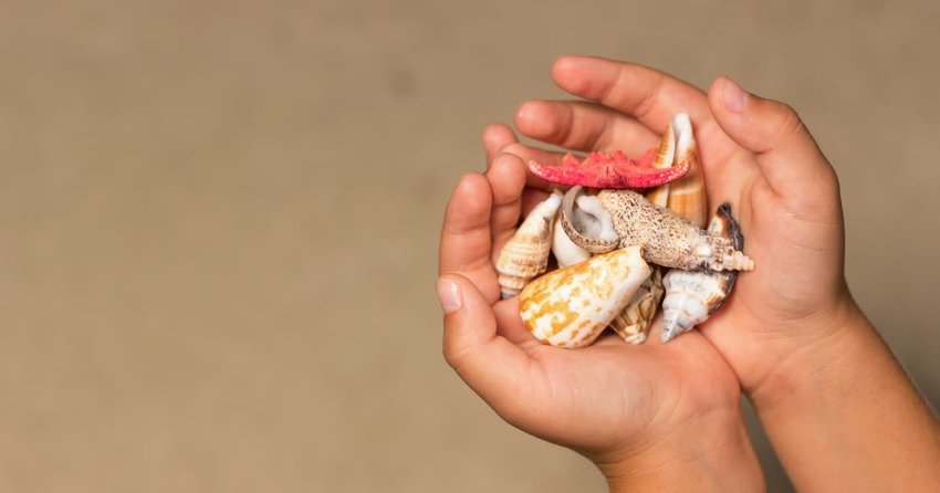 Shells in the hands of a child