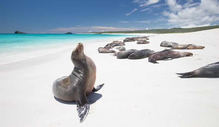 Galapagos sea lion