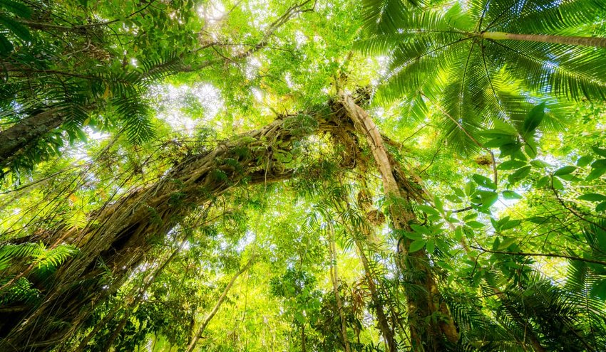 Daintree Rain Forest