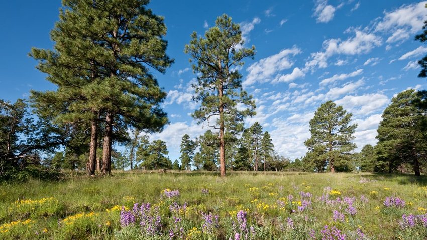 Coconino National Forest