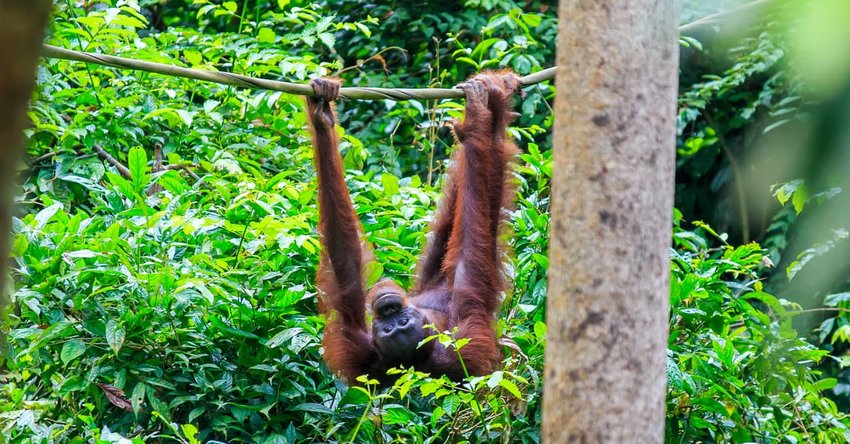 Orangutans or pongo pygmaeus