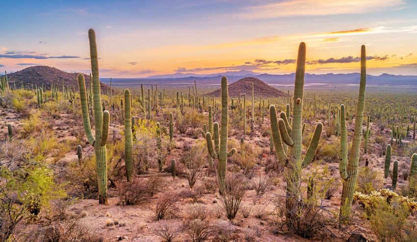 Saguaro cactus forest in Saguaro National Park Arizona