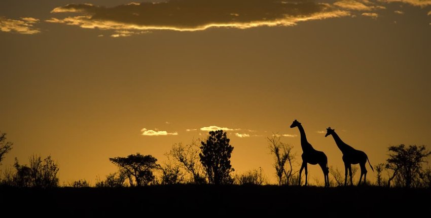 Silhouette of two giraffes at an african sunset