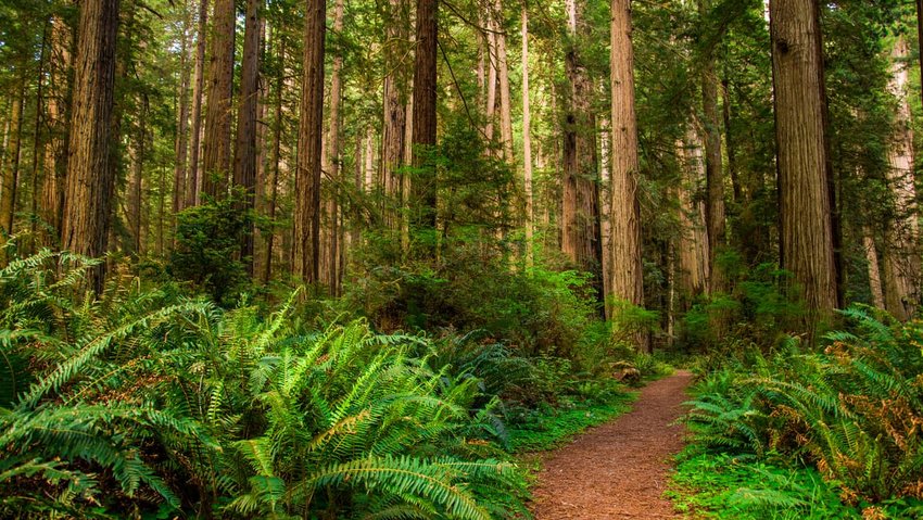 Hiking Path in Redwood Forest