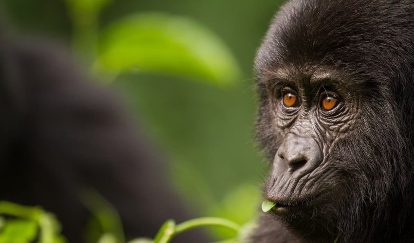 Close-up of a Young Mountain Gorilla