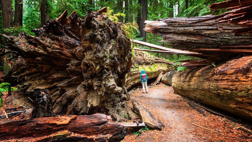 Dyerville Giant, Humboldt Redwoods State Park, CA