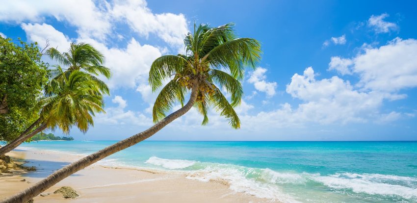 Barbados Beach with Turquoise Sea and Palm Trees