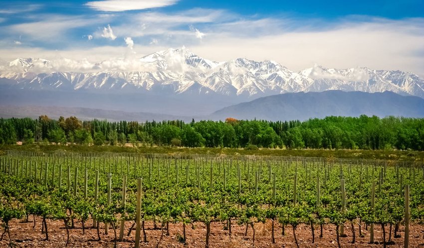 Vineyard near Mendoza, Argentina