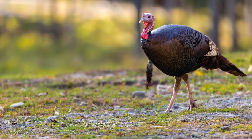 Weird Thanksgiving Traditions Around the U.S.
