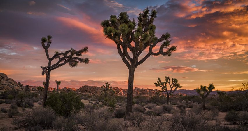 Joshua Tree desert landscape at Sunset 