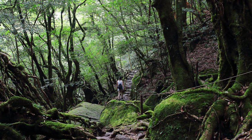 Female hiker walking uphill surrounded by ancient cedar trees in Yakusugiland park