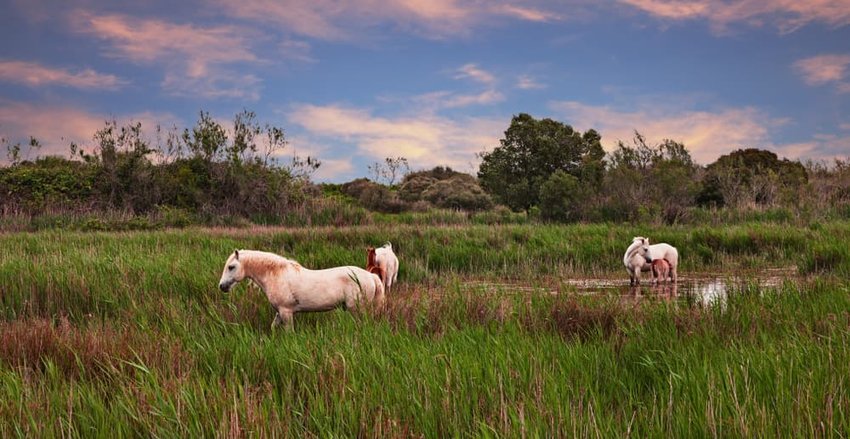 Camargue, France: landscape at sunset with wild white horses grazing in the wetlands.