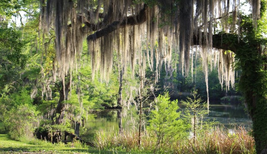 Mossy Oak Trees in New Orleans Area next to Lake Pontchartrain and Bayou Bonfuca