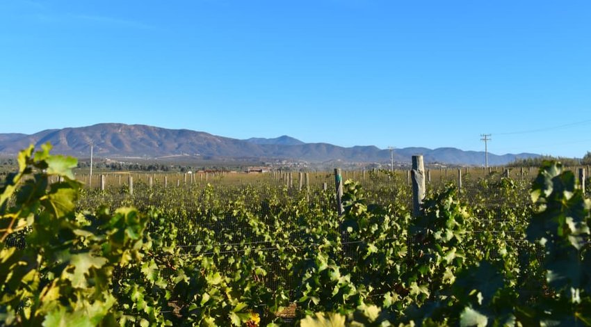 Valle de Guadalupe