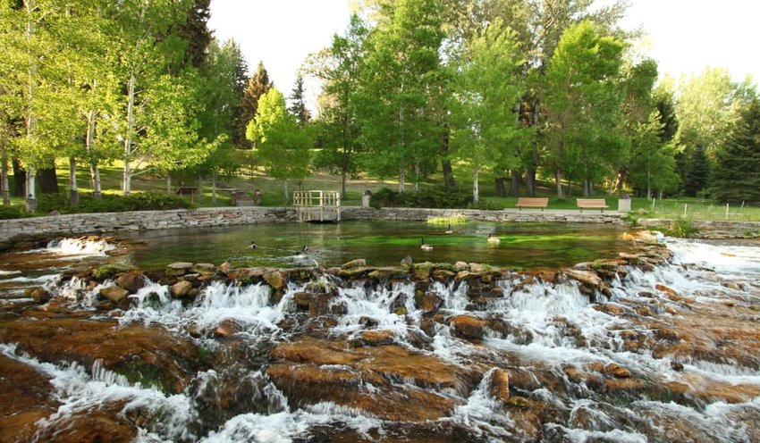 Canada Geese in Giant Springs at Giant Springs State Park in Great Falls, Montana